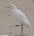 /album/photogallery/cattle-egret-tanji-gambia-jpg/